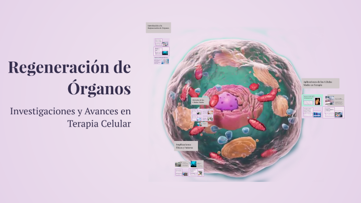 Regeneración de Órganos en el Cuerpo Humano: Lo Que Necesitas Saber