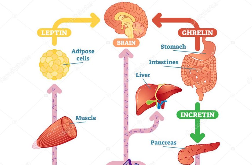 Apetito Cuando Estamos Enfermos: ¿Qué Lo Causa y Cómo Afecta?