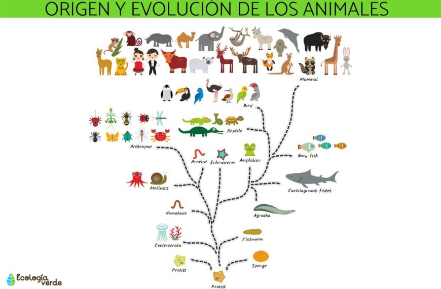 Origen de los animales: ¿Cómo surgieron los primeros seres pluricelulares?