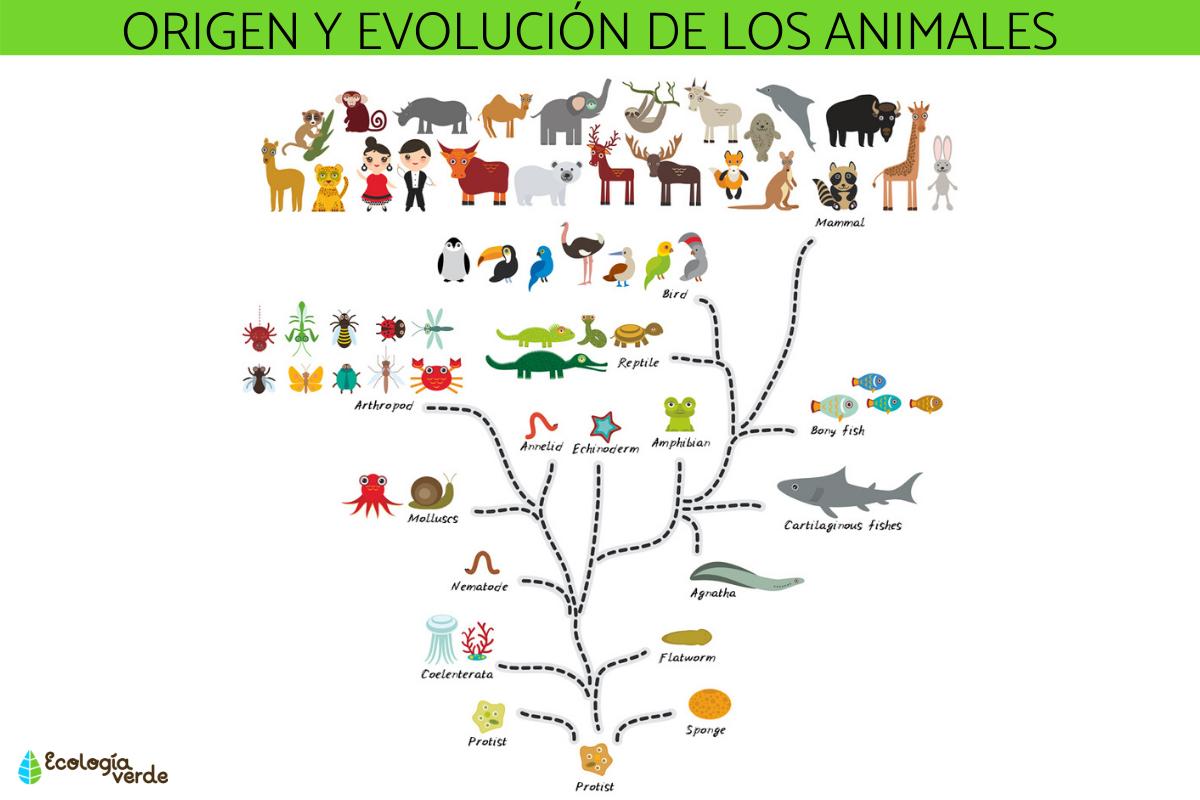 Origen de los animales: ¿Cómo surgieron los primeros seres pluricelulares?
