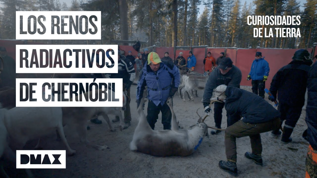 Chernóbil: La curiosa transformación de la zona de exclusión