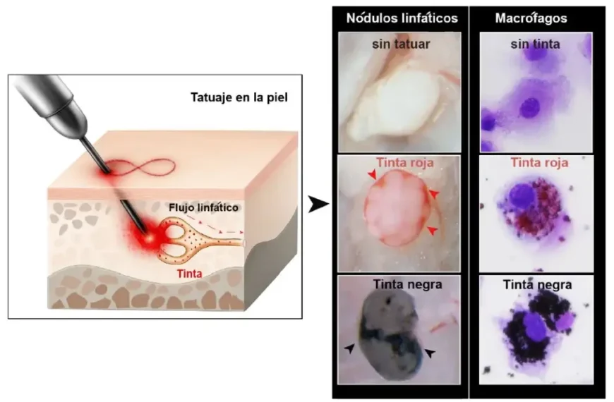 Tatuajes y Sistema Inmunitario: ¿Qué Impacto Real Tienen en la Salud?
