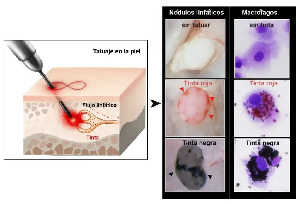 Tatuajes y Sistema Inmunitario: ¿Qué Impacto Real Tienen en la Salud?
