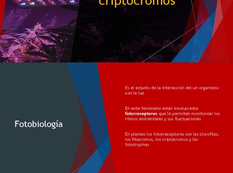Palomas y Campo Magnético: ¿Cómo Encuentran su Camino sin Luz?