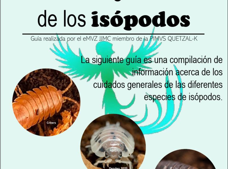 Isópodos gigantes: el curioso gen del ayuno prolongado