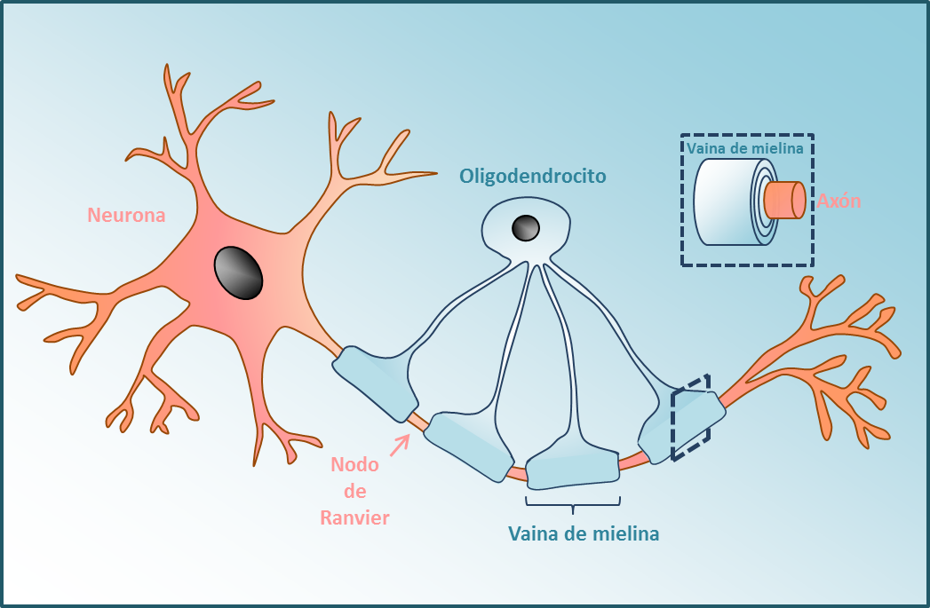 Mielina: El sorprendente papel en la plasticidad cerebral y salud