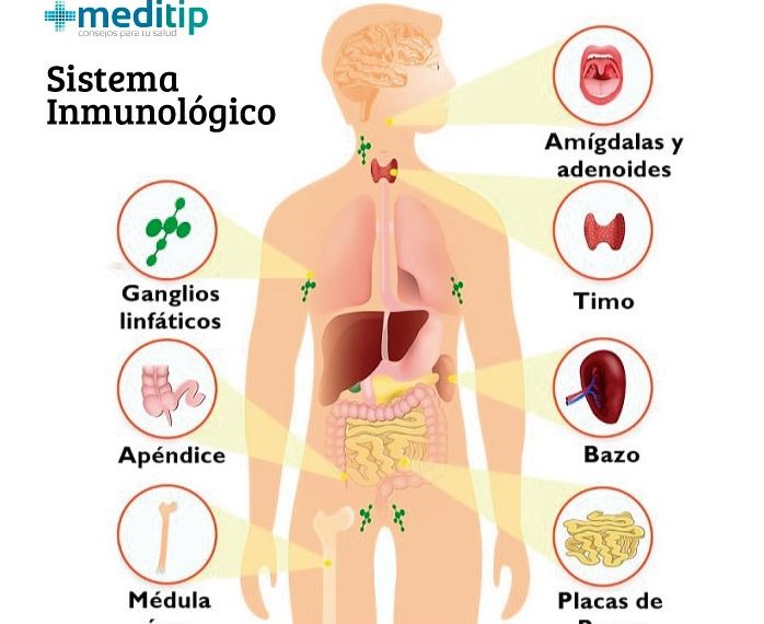 Linfocitos B: ¿Cómo impactan en el ejercicio físico y la salud?