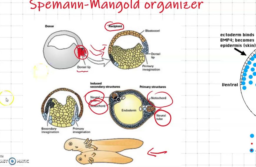 Organizador de Spemann-Mangold: ¿el secreto de nuestra evolución?