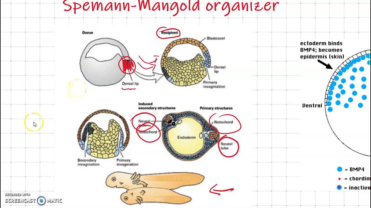 Organizador de Spemann-Mangold: ¿el secreto de nuestra evolución?